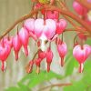 The Asian Bleeding Heart Paint By Numbers