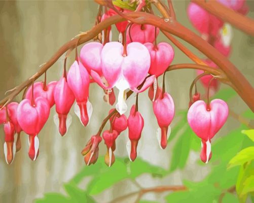 The Asian Bleeding Heart Paint By Numbers