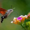 The Hummingbird Hawk Moth Insect Paint By Numbers