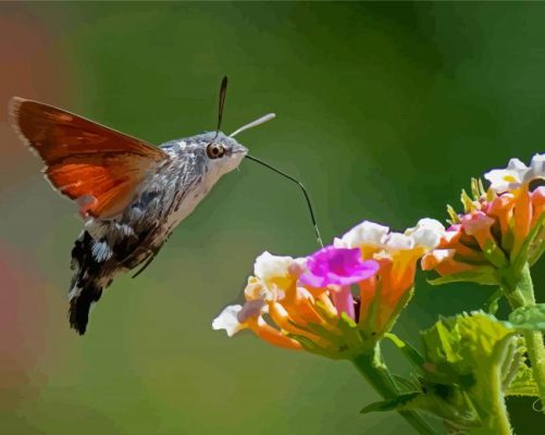 The Hummingbird Hawk Moth Insect Paint By Numbers