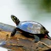 Turtle On A Log paint by numbers