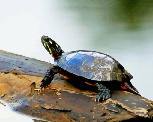 Turtle On A Log paint by numbers