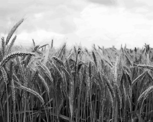 Wheat Field Black And White Paint By Numbers