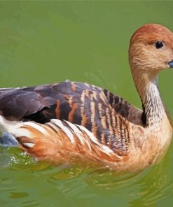 Whistling Duck Swimming Paint By Numbers
