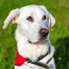 White Labrador Retriever Paint By Numbers