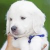 White Golden Retriever Puppy paint by numbers