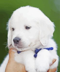 White Golden Retriever Puppy paint by numbers