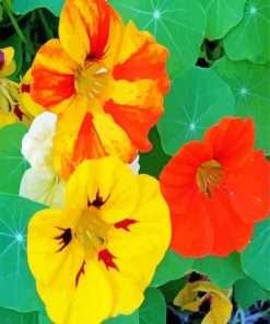 Yellow And Orange Nasturtium Flowers Paint By Numbers