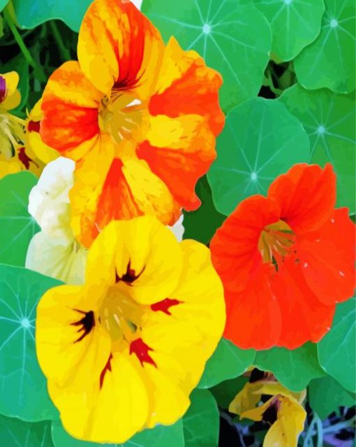 Yellow And Orange Nasturtium Flowers Paint By Numbers