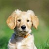 Adorable Golden Puppy Paint By Numbers