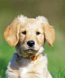 Adorable Golden Puppy Paint By Numbers