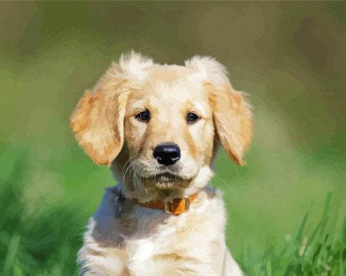 Adorable Golden Puppy Paint By Numbers