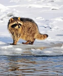 Adorable Raccoon Snow Paint By Numbers