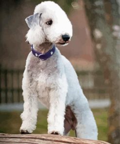 Bedlington Terrier Dog Paint By Numbers