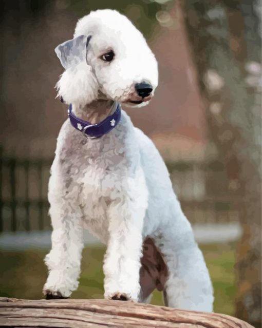 Bedlington Terrier Dog Paint By Numbers