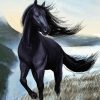 Black Mare Horse paint by numbers