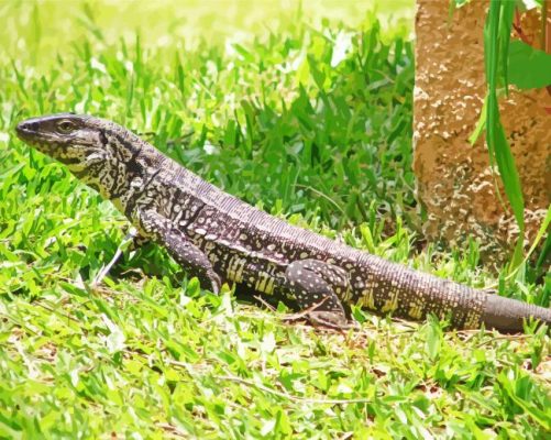 Black And White Tegu Lizard Paint By Numbers