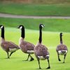 Canadian Geese In The Garden Paint By Numbers