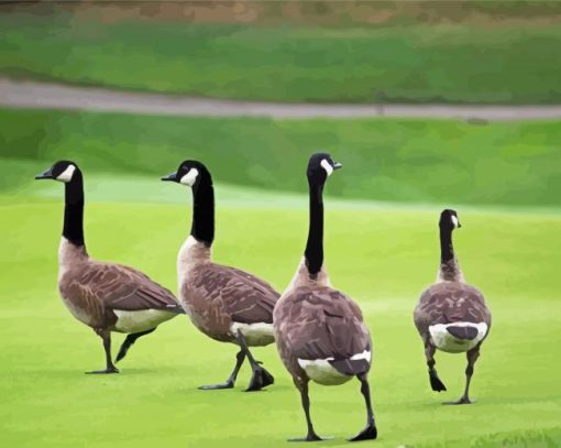 Canadian Geese In The Garden Paint By Numbers