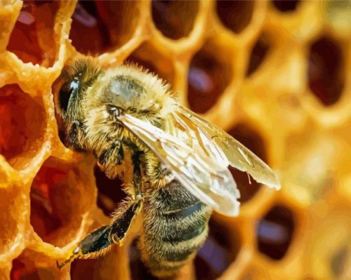 Close Up Bee In Hive Paint By Numbers