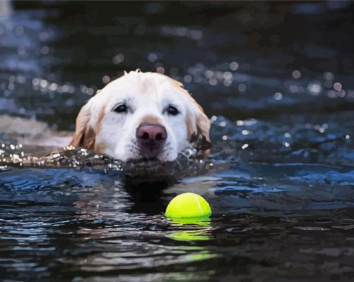 Dog Swimming Paint By Numbers