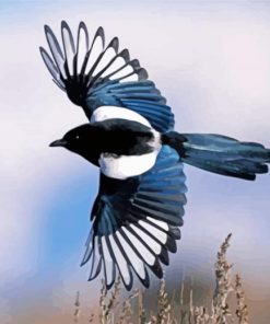 Flying Black Billed Magpie paint by numbers