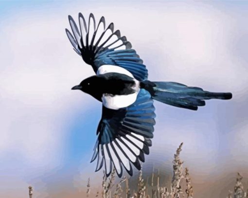 Flying Black Billed Magpie paint by numbers