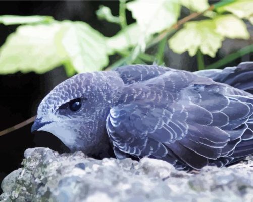 Grey Swift Bird paint by numbers