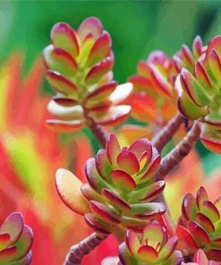 Jade Plant Turning Red Paint By Numbers