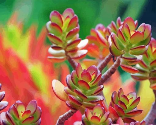 Jade Plant Turning Red Paint By Numbers