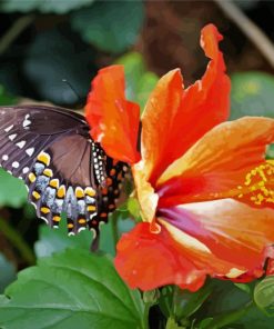Orange Hibiscus With Butterfly Paint By Numbers