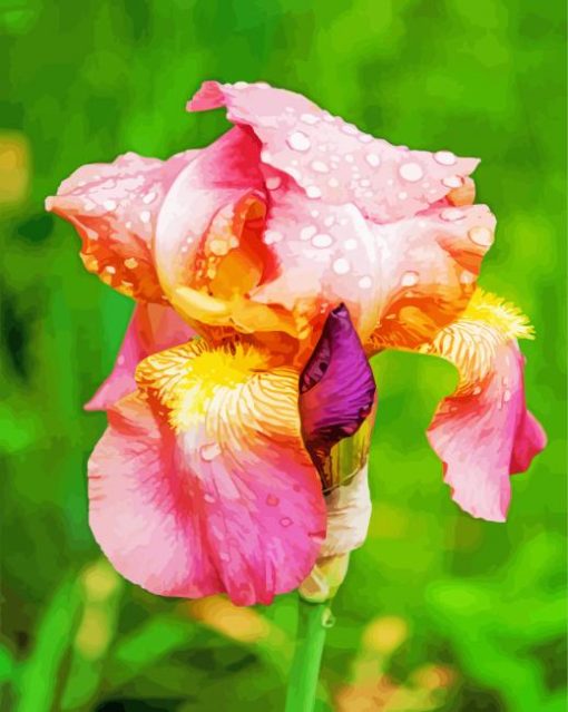 Pink Iris With Water Drops Paint By Numbers