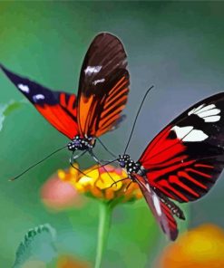 Red Couple Butterfly Paint By Numbers