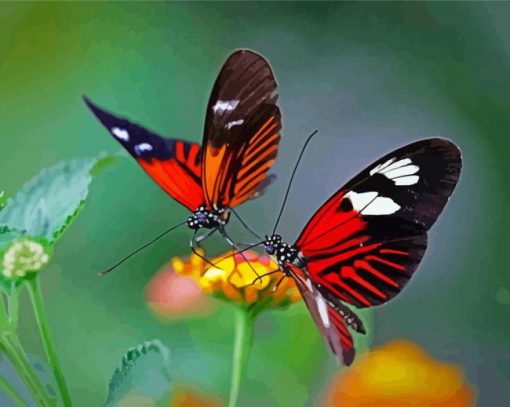 Red Couple Butterfly Paint By Numbers