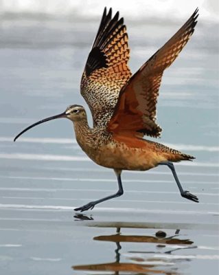 Strand Billed Bird paint by numbers