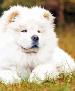 White Chow Chow Paint By Numbers