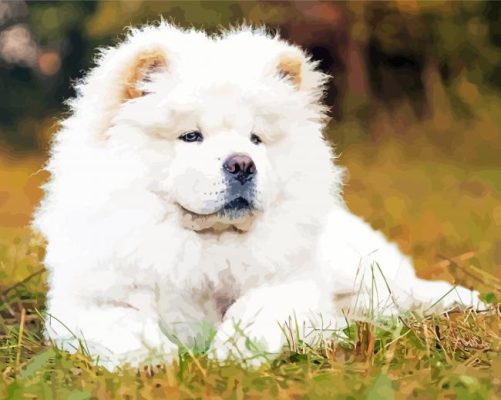 White Chow Chow Paint By Numbers