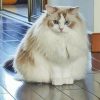 White Adorable Large Fluffy Cat Paint By Numbers