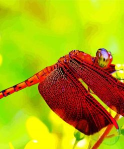 Whole Red Dragonfly Paint By Numbers