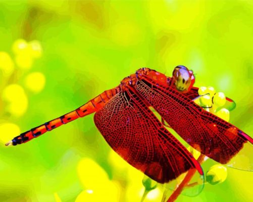 Whole Red Dragonfly Paint By Numbers