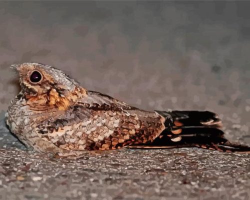 Wild Nightjar Paint by numbers