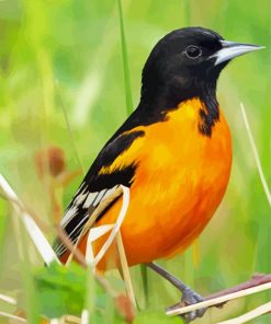 Wild Orioles Bird Paint By Numbers