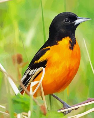 Wild Orioles Bird Paint By Numbers