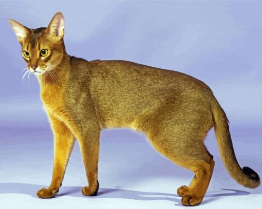 Abyssinian Cat Animal Paint By Numbers