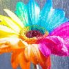 Colorful Daisy Under Rain Paint By Numbers