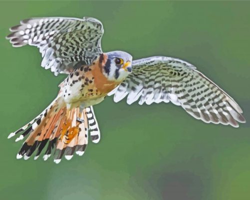 Flying Kestrel Paint By Numbers