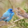 Indigo Bunting Birds Paint By Numbers