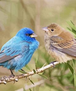 Indigo Bunting Birds Paint By Numbers
