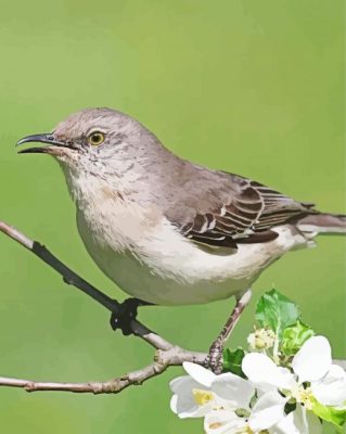 Oklahoma Flycatcher On Flowering Tree Paint By Numbers