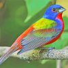 Painted Bunting Paint By Numbers